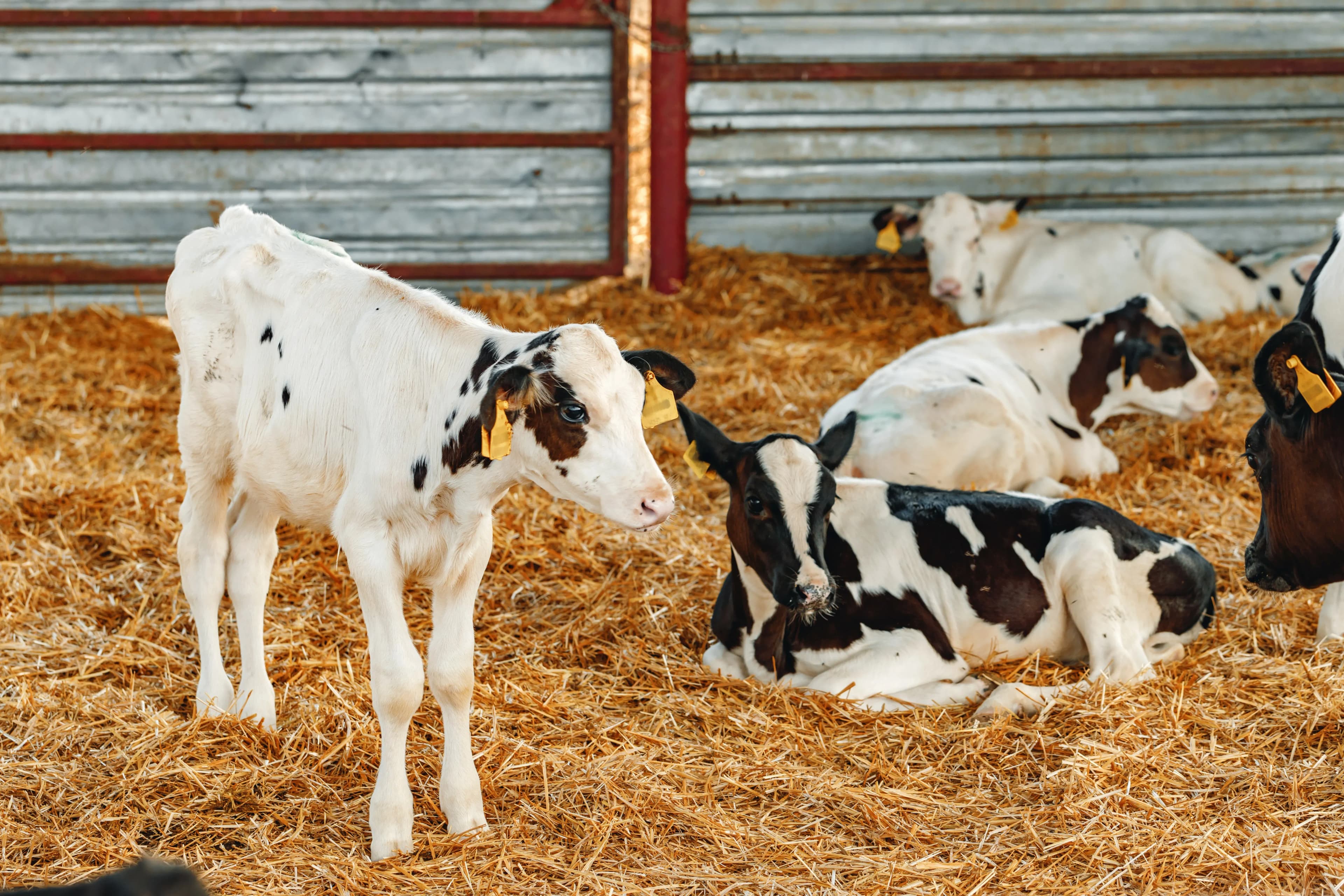 Innovative Schlauchbelüftung für Kälber in Österreich