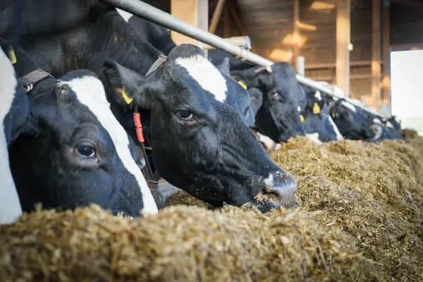 Affordable Barn Cooling Solutions for Farmers