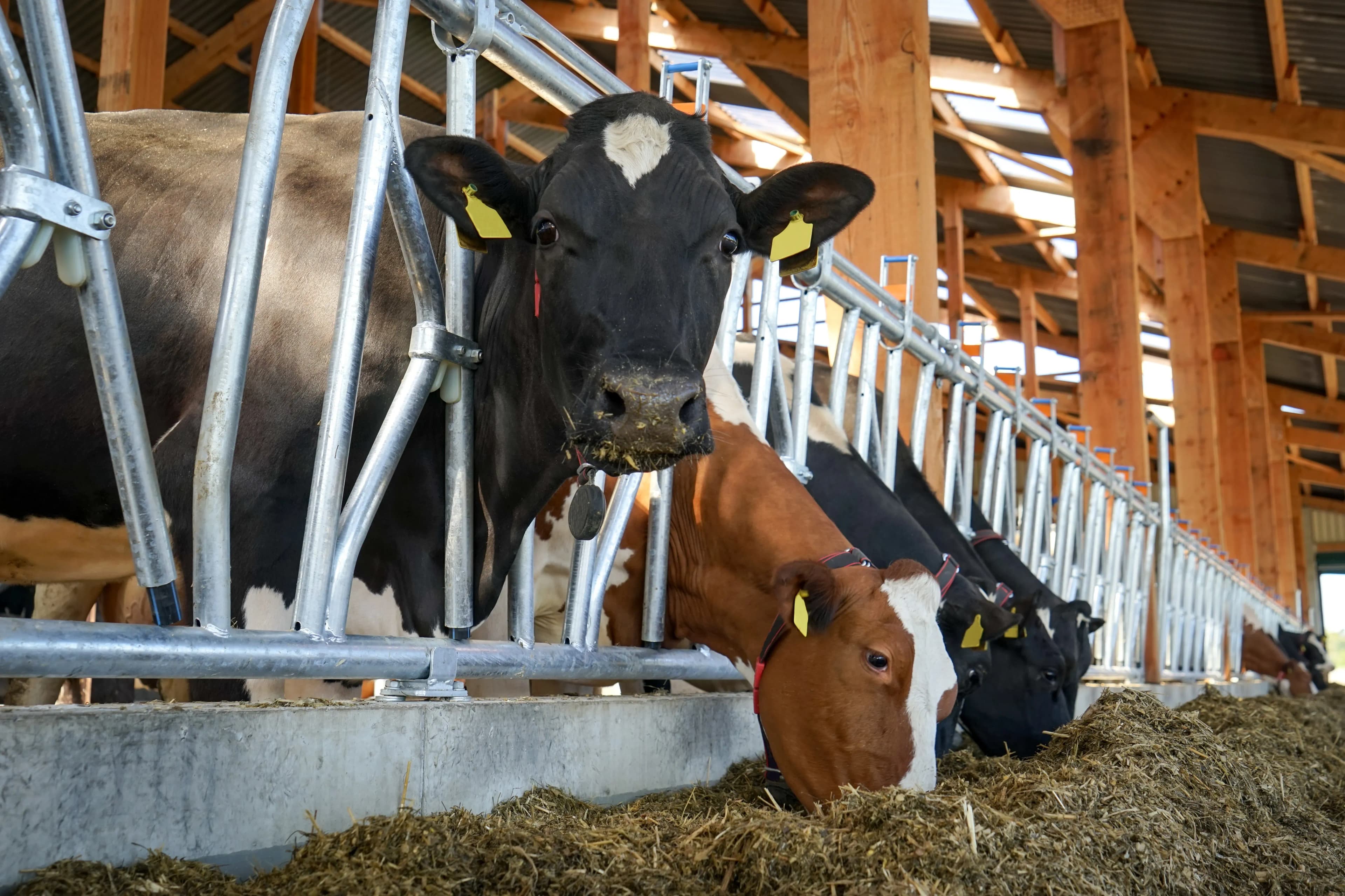 Schlauchlüftung für Bio-Milchbetriebe mit Weidehaltung
