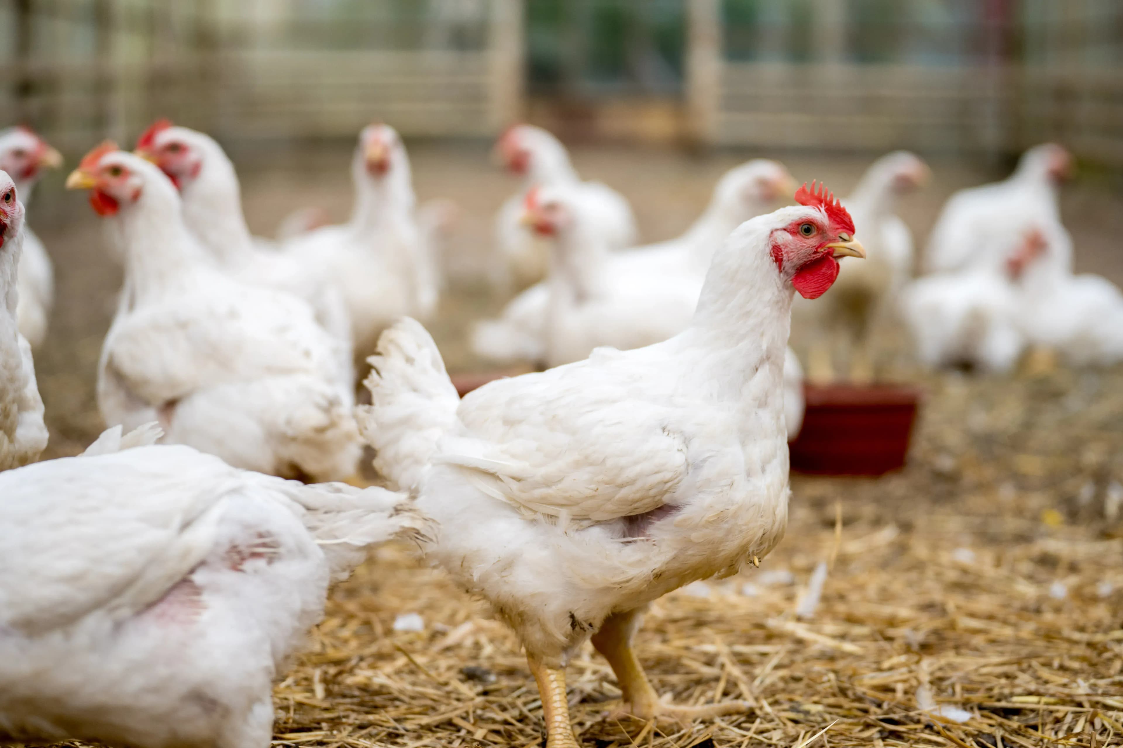 Efficient Ventilation Systems for Poultry Farms