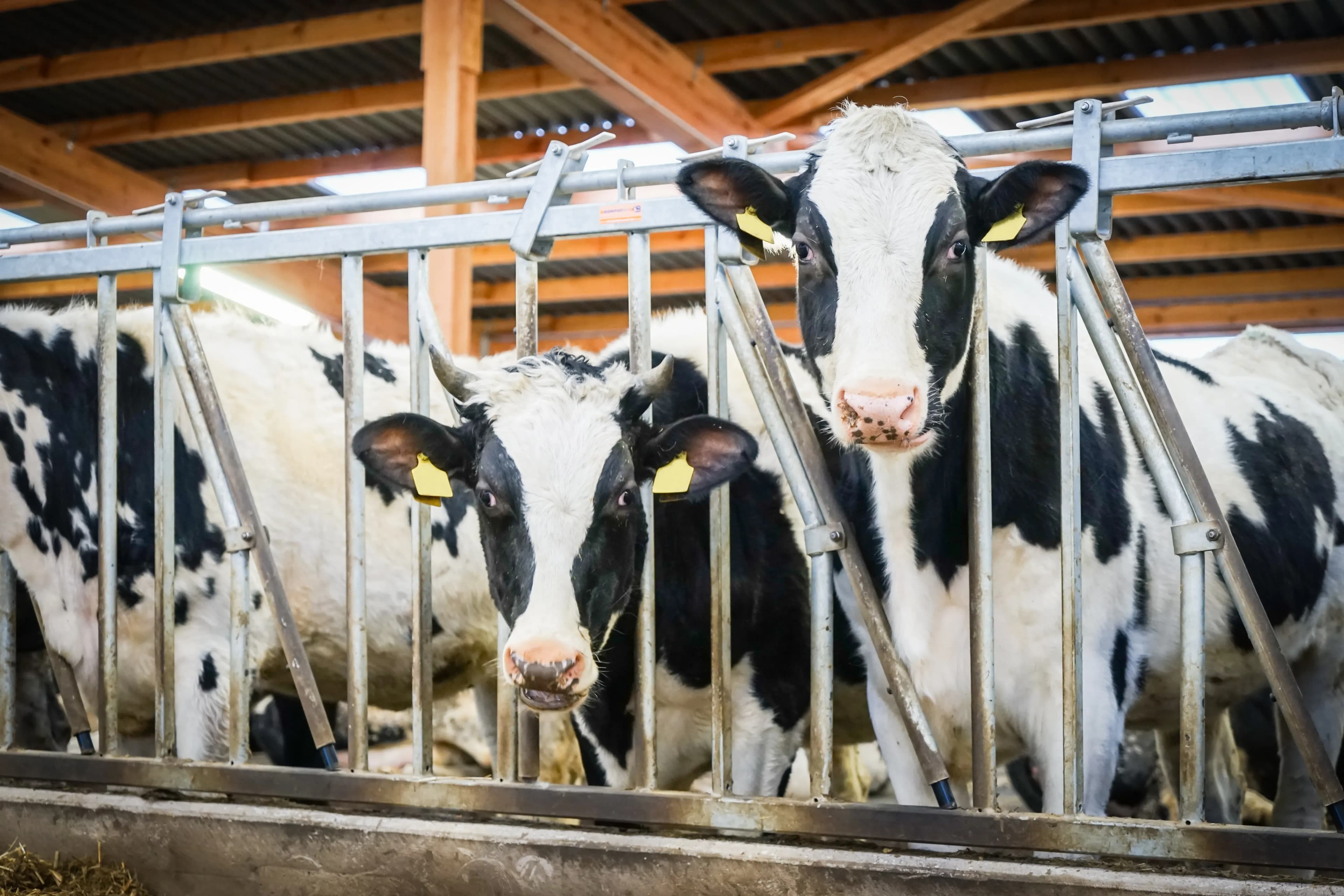 Maßgeschneiderte Stallbelüftung für eine gesunde Tierhaltung