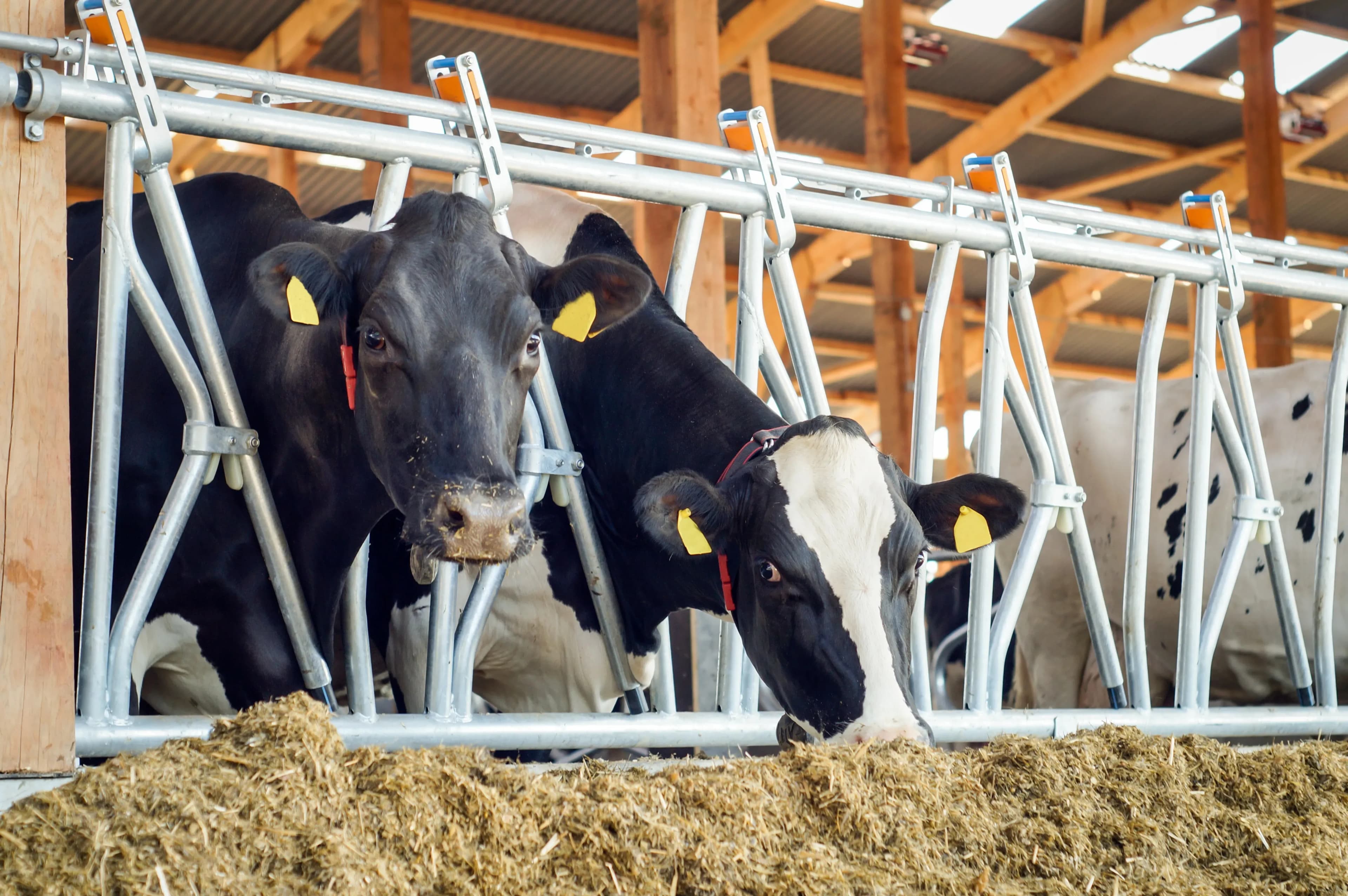 Effektive Kühlung durch Stallbelüftung - Jetzt anfragen