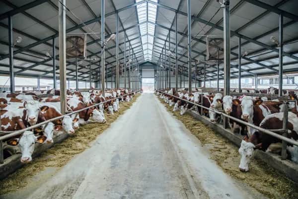 Innovative Schlauchbelüftung für Tierhaltung in Österreich