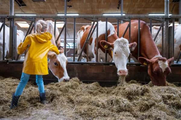 Stalllüftung nachrüsten in Österreich - Beratung vor Ort