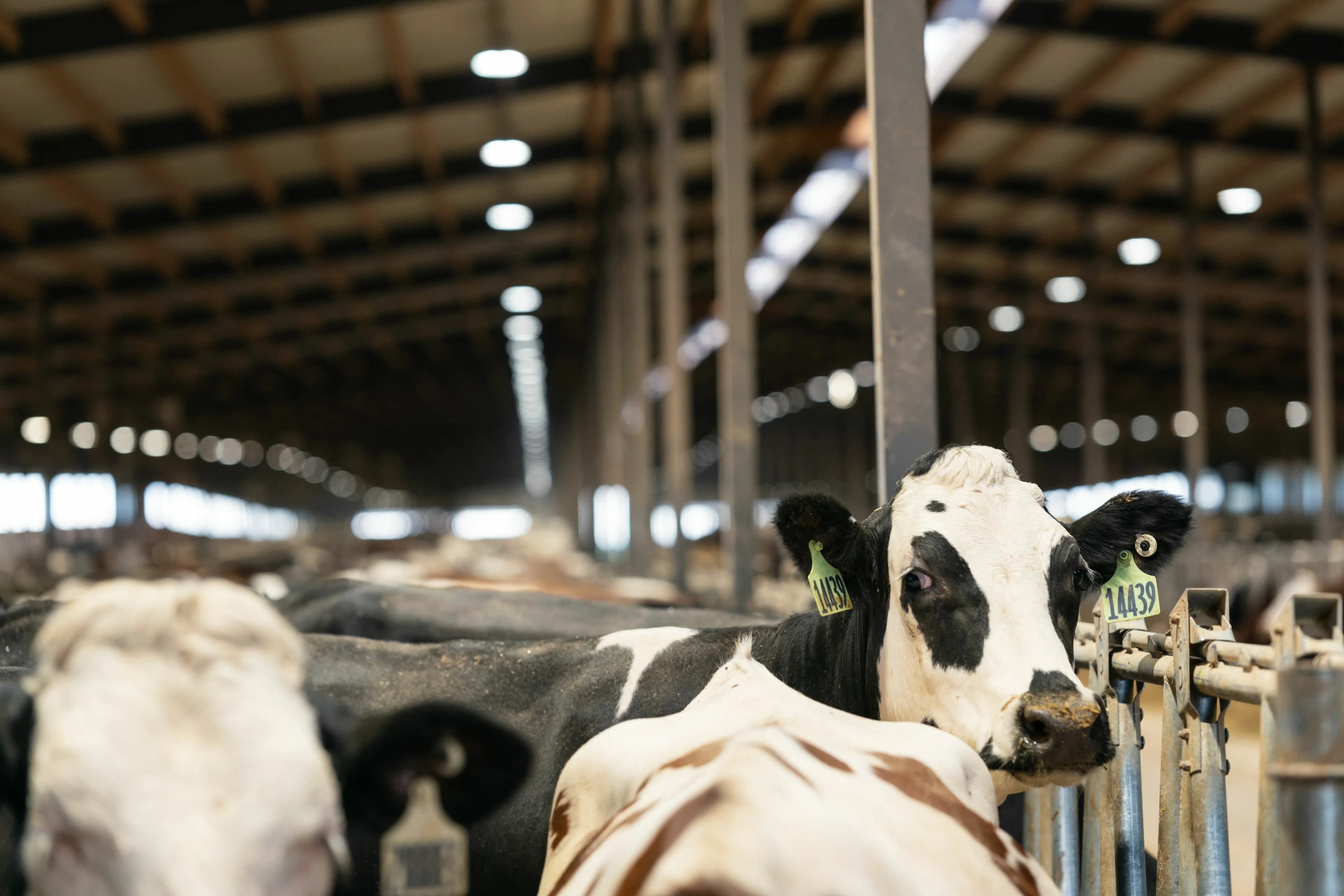 Tierwohl steigern mit Belüftungssystem aus Österreich
