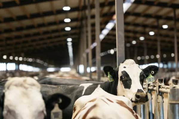 Tierwohl steigern mit Belüftungssystem aus Österreich