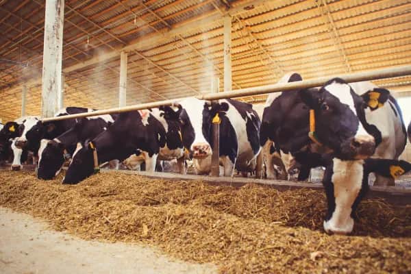 Konstante Kühlung bei hohen Temperaturen im Stall