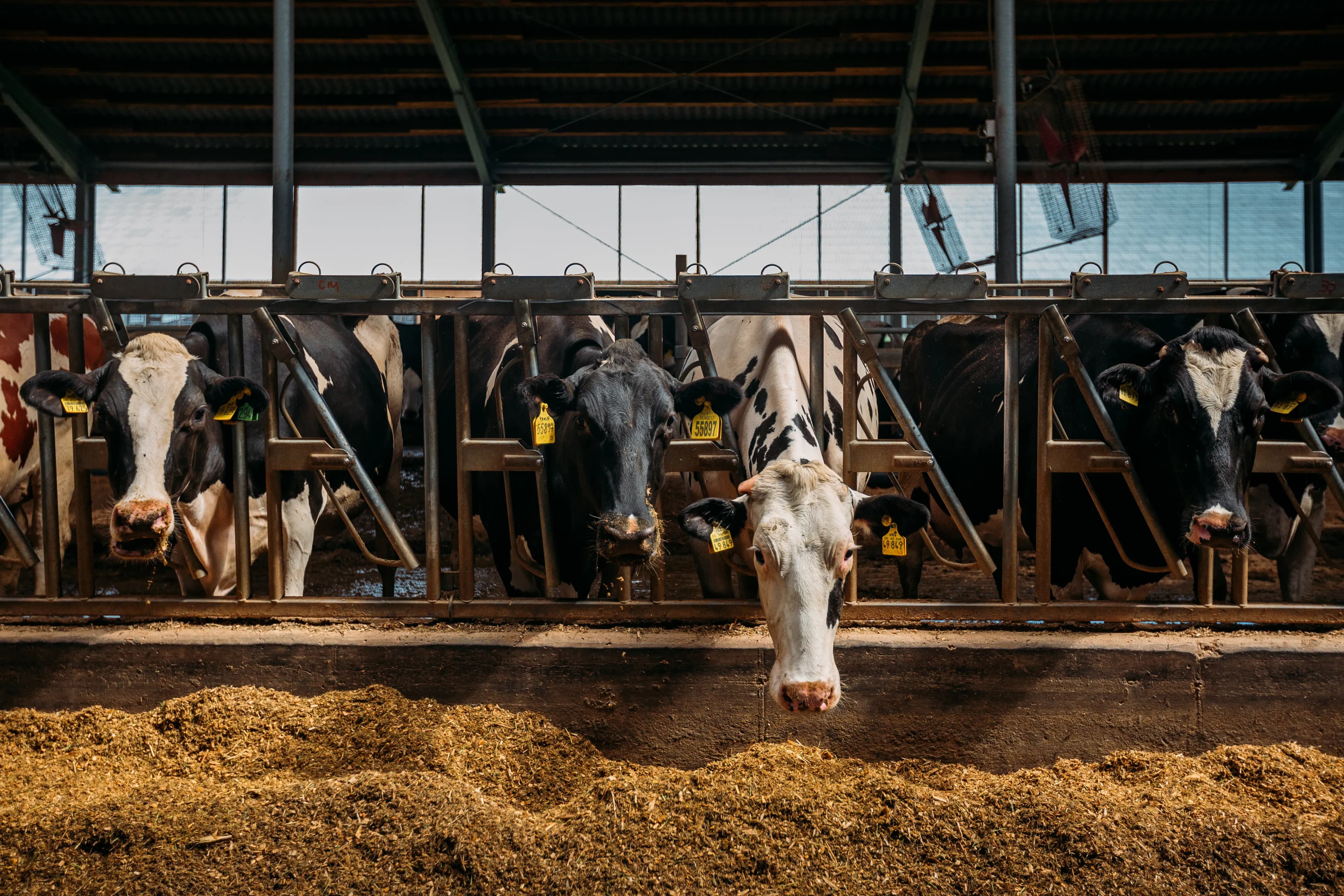 Effektive Lösung gegen Stallluft im Sommer
