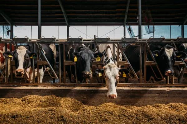 Effektive Lösung gegen Stallluft im Sommer