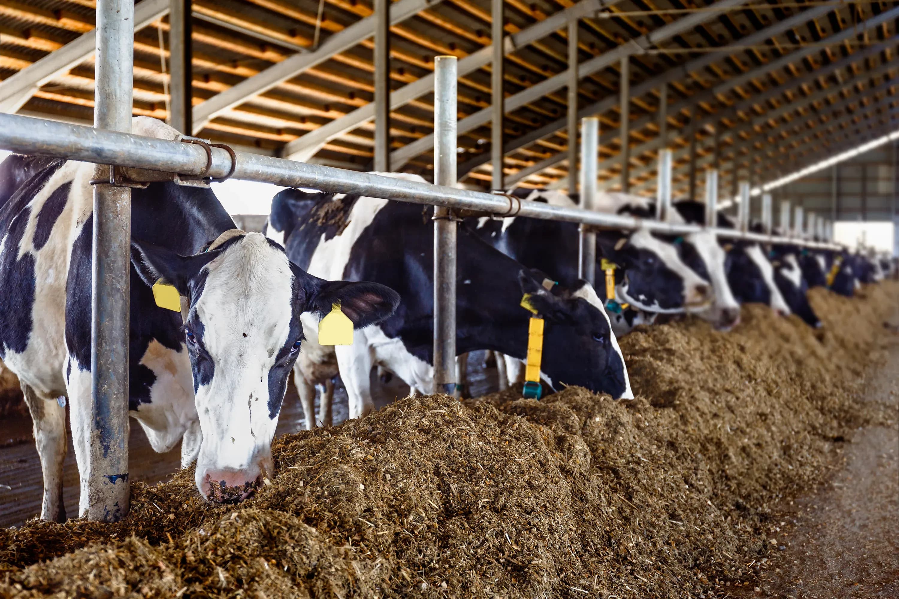 Belüftungssystem für den Tierstall entdecken