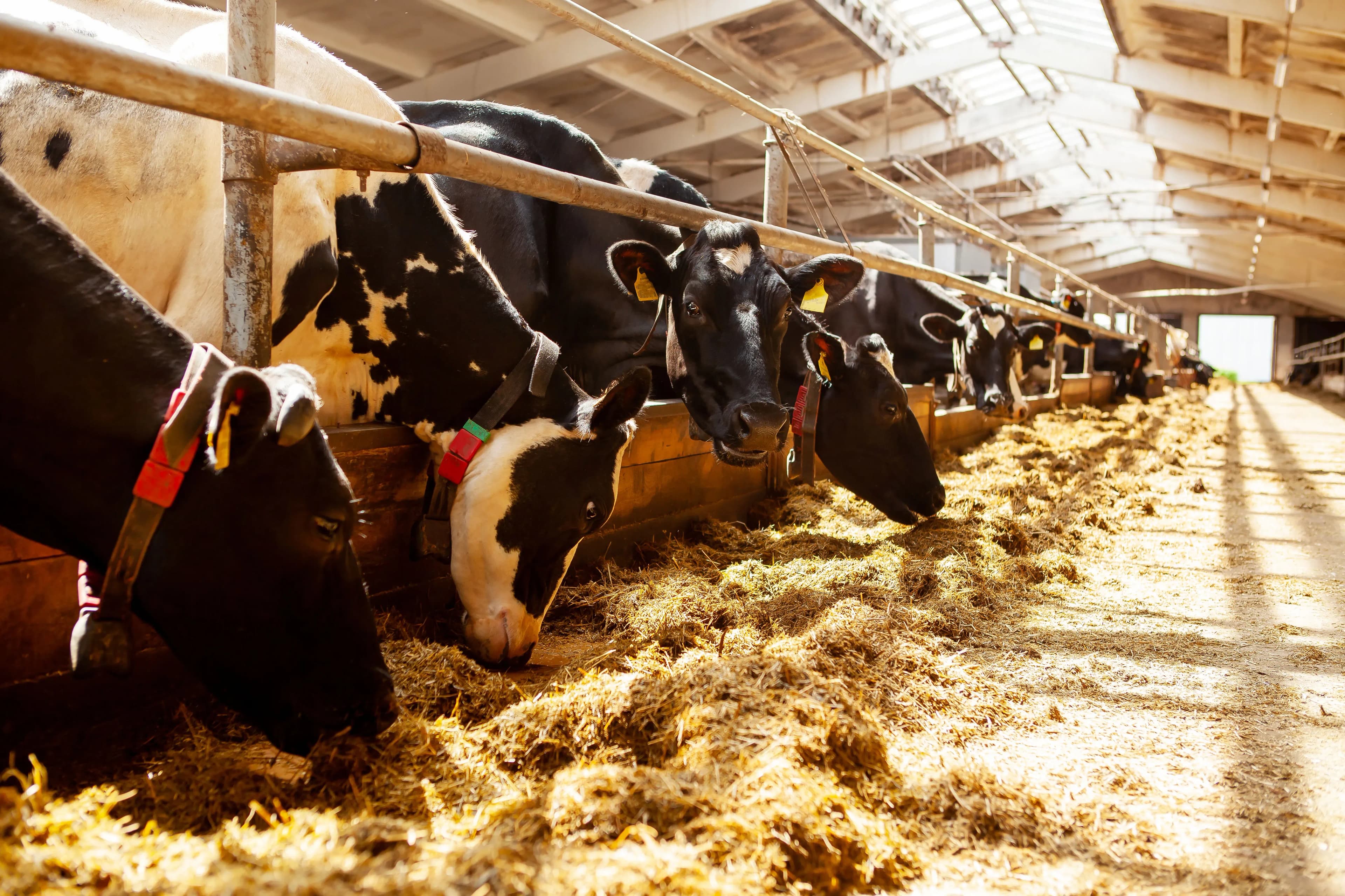 Stalllüftung Lösung für Österreich