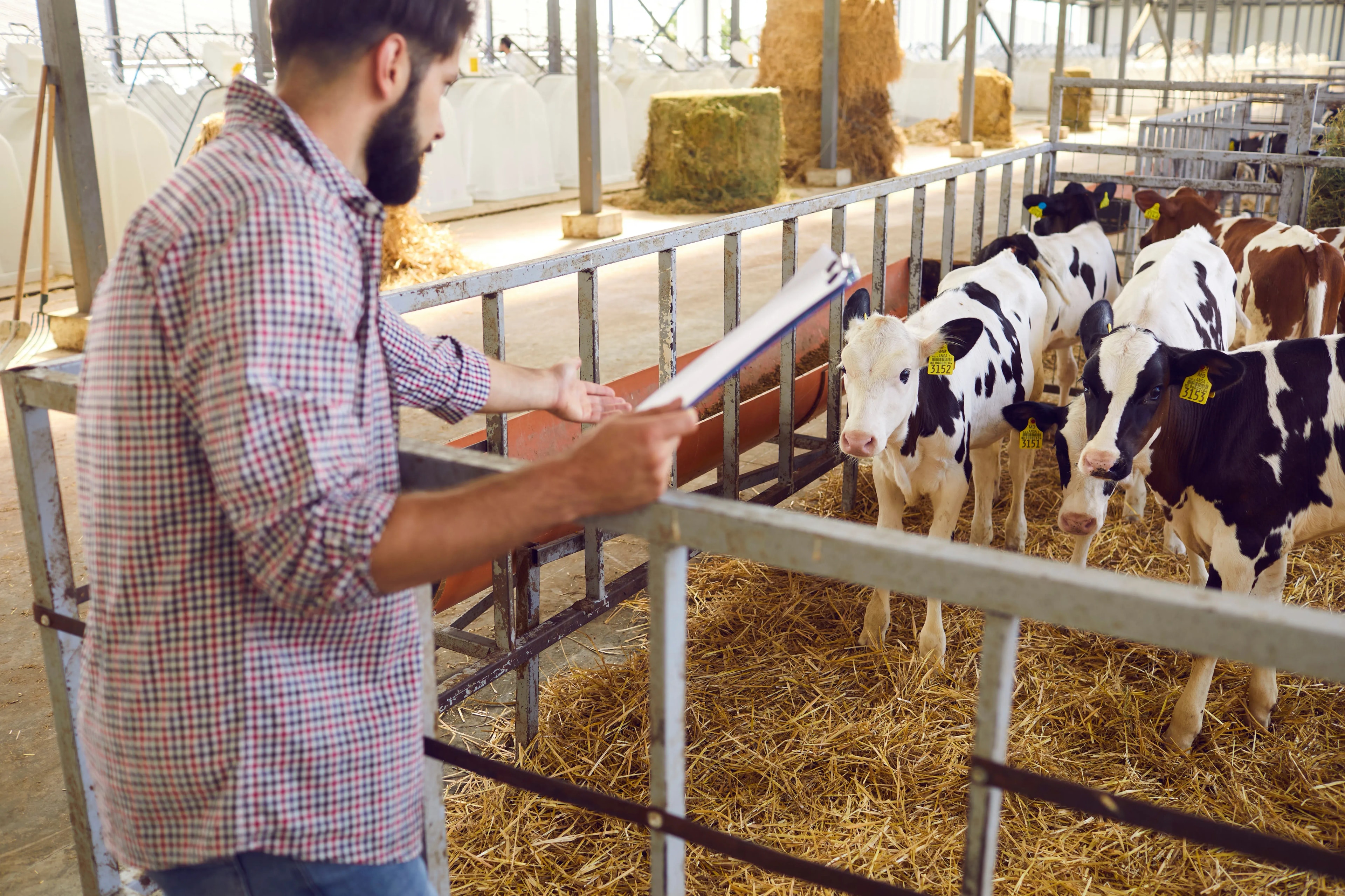 How to Choose the Right Ventilation for Calf-rearing Sheds